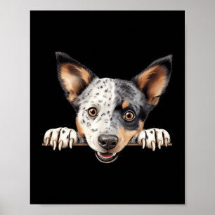 Australian Stumpy Tail Cattle Dog Mum Dad Peeking Poster