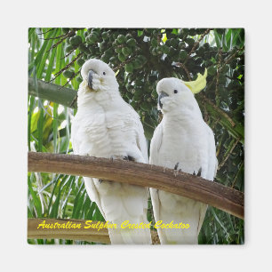 Australian Sulphur Crested Cockatoo Magnet