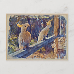 Australian Sulphur Crested Cockatoo Postcard
