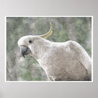 Australian Sulphur-Crested Cockatoo Poster