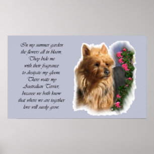 Australian Terrier Art Gifts Poster