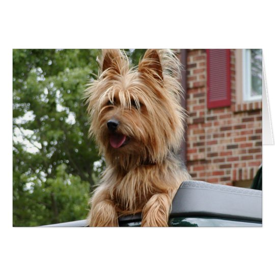 Australian Terrier Card