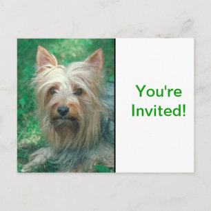 Australian Terrier Invitation Postcard