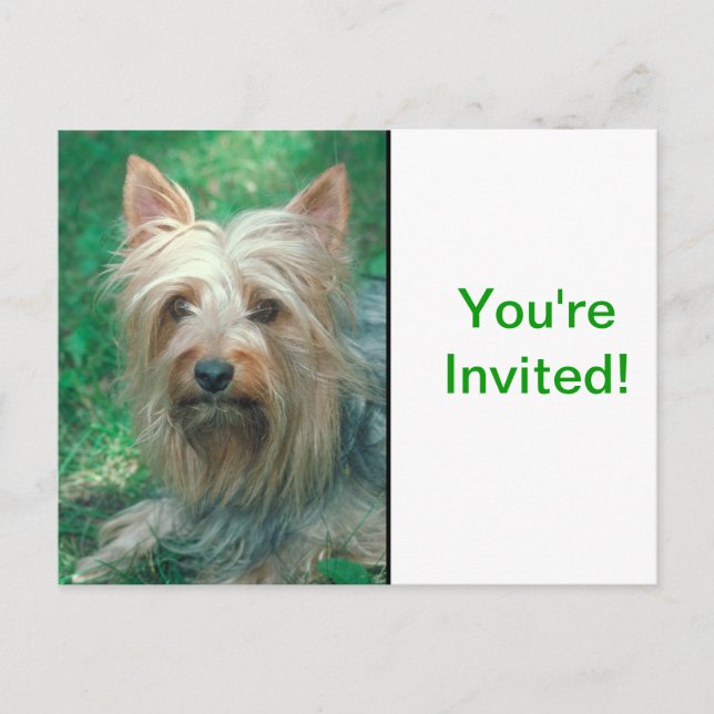 Australian Terrier Invitation Postcard (Front)