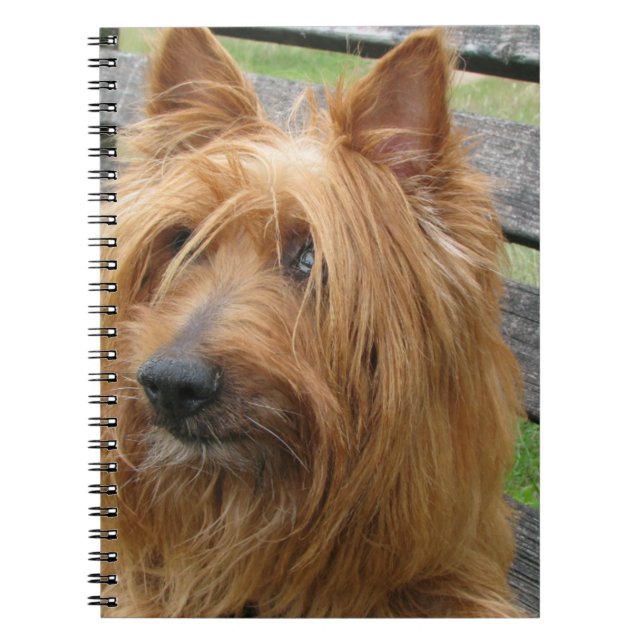australian terrier on bench.png notebook (Front)
