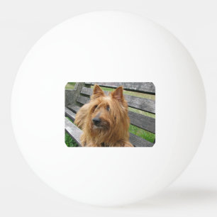 australian terrier on bench.png ping pong ball