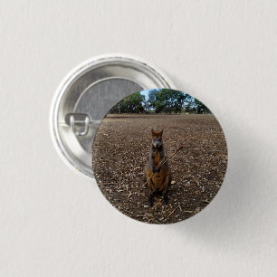 Australian Wallaby Holding A Stick, 3 Cm Round Badge
