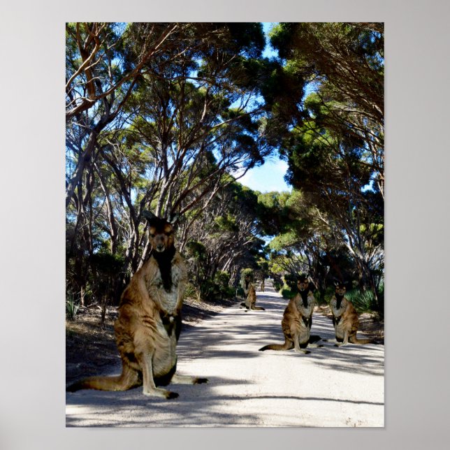 Australian Wallaby On Road, Poster (Front)