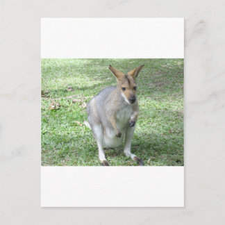 Australian Wallaby Postcard
