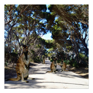 Australian Wallabys On The Road,  Photo Print