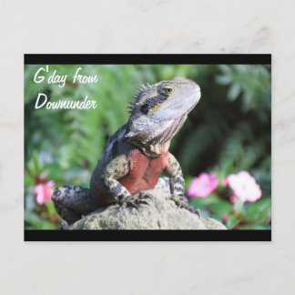 Australian Water Dragon Postcard