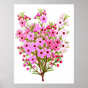 Australian Waxflower Bouquet Poster