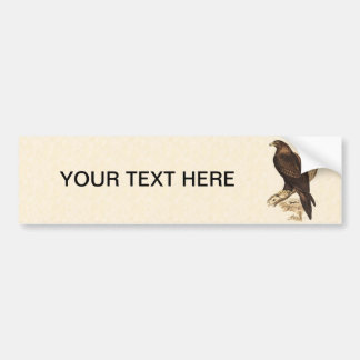 Australian Wedge Tailed Eagle. Huge Bird of Prey. Bumper Sticker