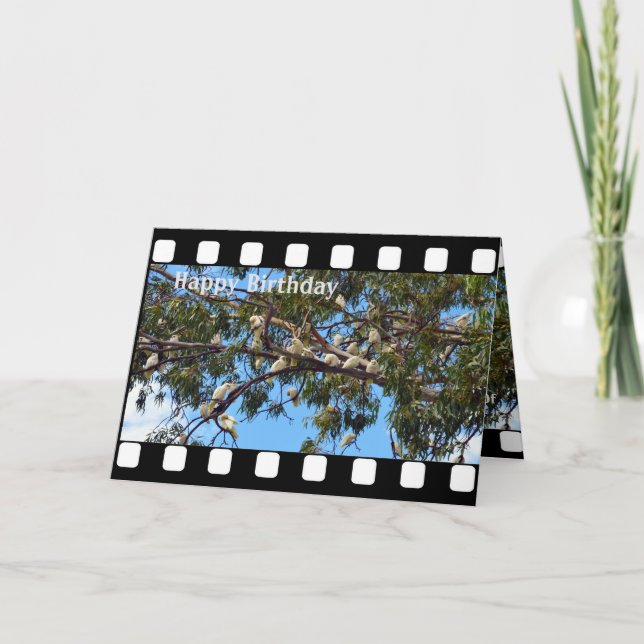 Australian White Cockatoos, Birthday Card, Holiday Card (Front)