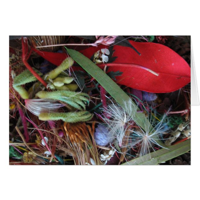 Australian wildflowers (Front Horizontal)