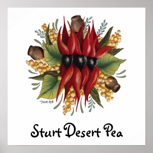 Australian Wildflowers - Sturt Desert Pea Poster (Front)