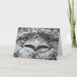Australian Wildlife, Nature's Curmudgeon, Animal Card