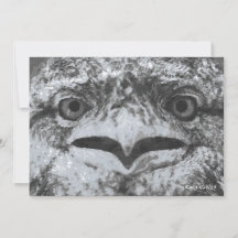 Australian Wildlife, Nature's Curmudgeon, Animal