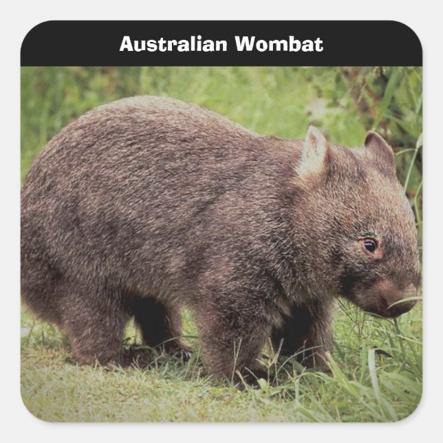 Australian Wombat Background Square Sticker (Front)