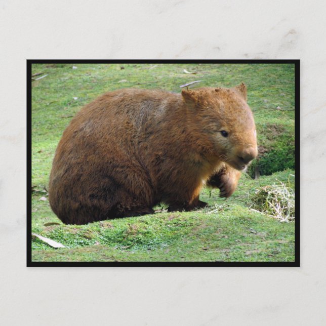 australian wombat postcard (Front)