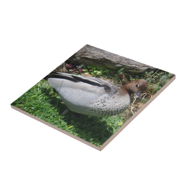 Australian Wood Duck in Tranquil Garden Ceramic Tile (Side)