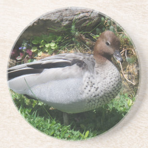 Australian Wood Duck in Tranquil Garden Coaster