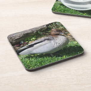 Australian Wood Duck in Tranquil Garden Coaster