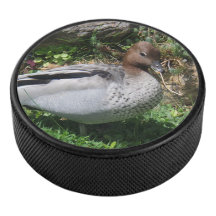 Australian Wood Duck in Tranquil Garden