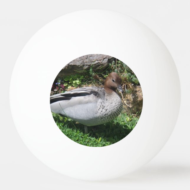 Australian Wood Duck in Tranquil Garden Ping Pong Ball (Front)