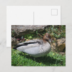 Australian Wood Duck in Tranquil Garden Postcard