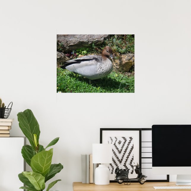 Australian Wood Duck in Tranquil Garden Poster (Home Office)