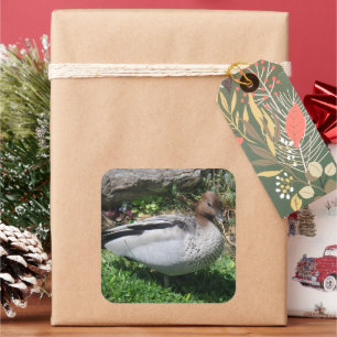 Australian Wood Duck in Tranquil Garden Square Sticker