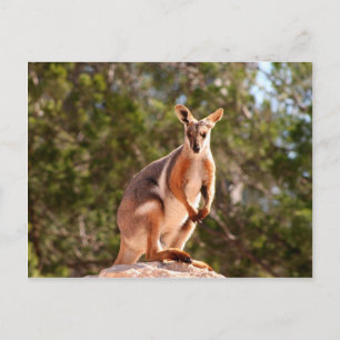 Australian yellow-footed rock wallaby postcard