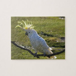Australian Yellow Sulphur Crested Cockatoo Jigsaw Puzzle