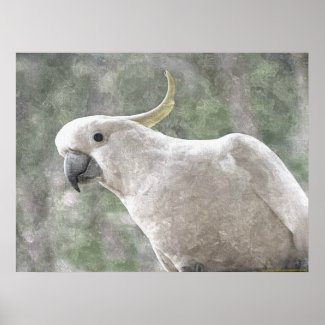 Australia's Sulphur Crested Cockatoo Poster