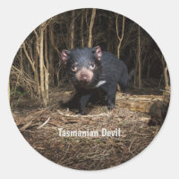 Australia's Tasmanian Devil