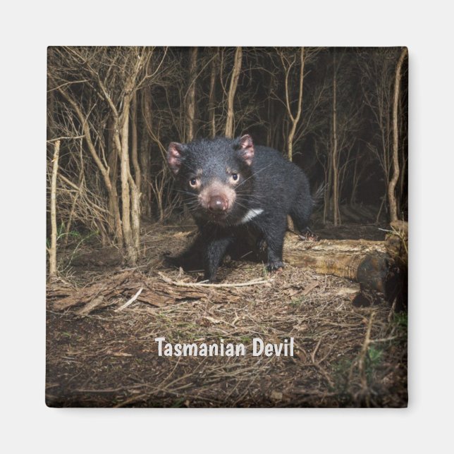 Australia's Tasmanian Devil  Magnet (Front)