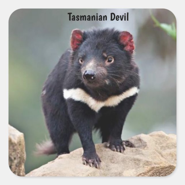 Australia's Tasmanian Devil Square Sticker (Front)