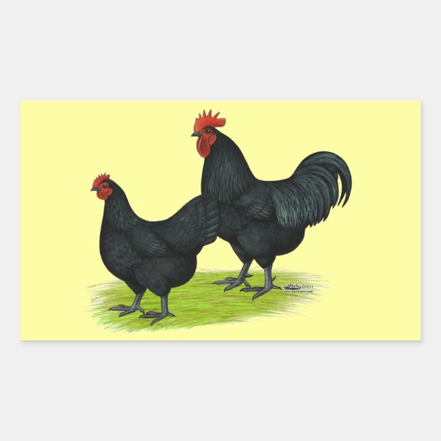 Australorp Black Chickens Rectangular Sticker (Front)