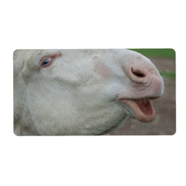 Austria-Hungarian White Donkey (Front)