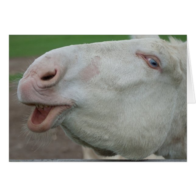 Austria-Hungarian White Donkey (Front Horizontal)