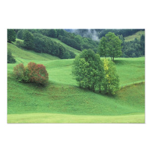 Austria. Rolling green hillside and trees Photo Print