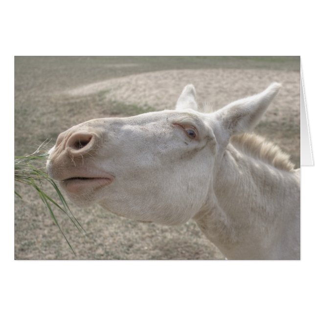 Austrian-Hungarian White Donkey (Front Horizontal)