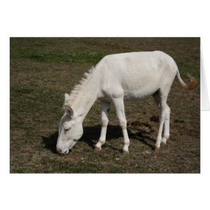 Austrian-Hungarian White Donkey