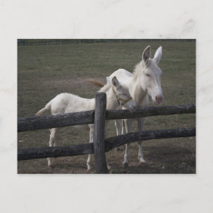 Austrian-Hungarian White Donkey Postcard