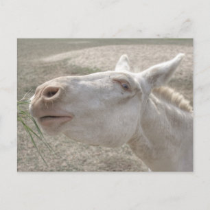 Austrian-Hungarian White Donkey Postcard