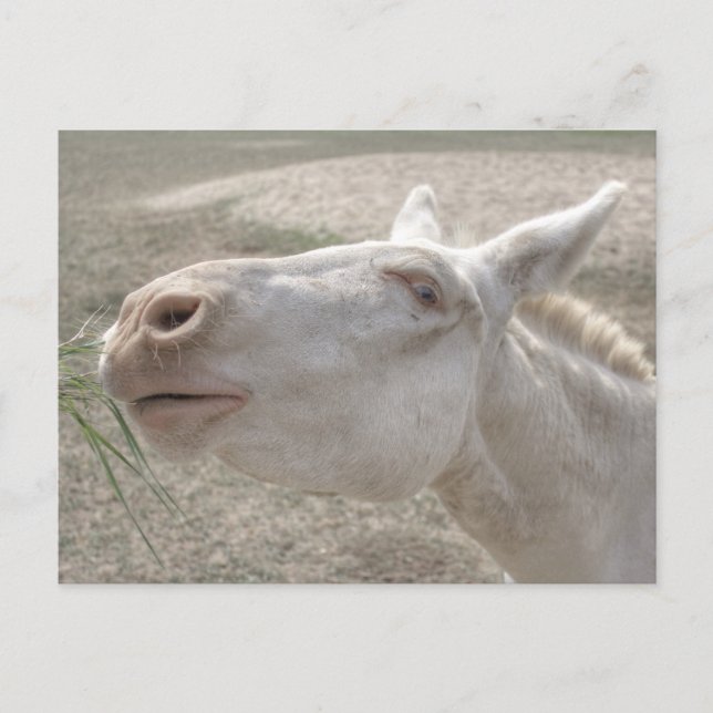 Austrian-Hungarian White Donkey Postcard (Front)