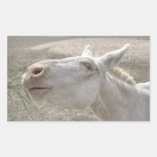 Austrian-Hungarian White Donkey Rectangular Sticker