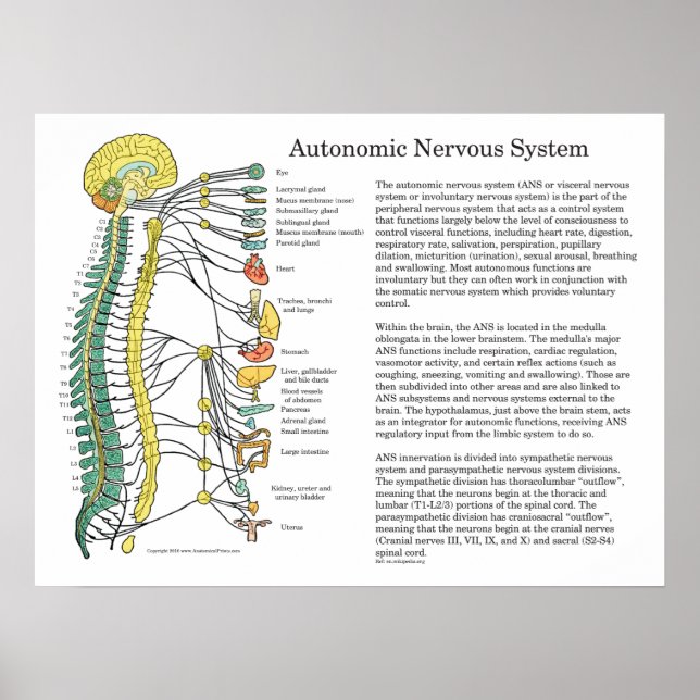 Autonomic Nervous System ANS Poster (Front)