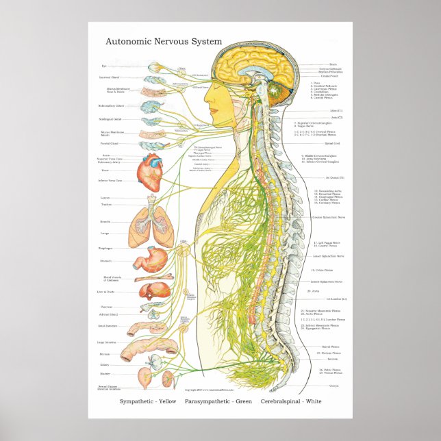 Autonomic Nervous System Chiropractic ANS Poster (Front)